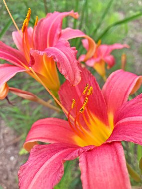 Bahçedeki güzel pembe çiçeklerin yakın görüntüsü.