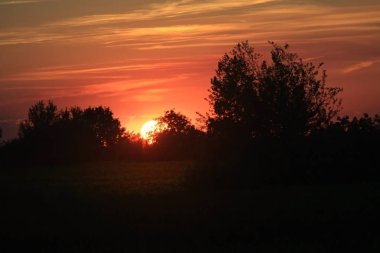 Muhteşem günbatımı ve ağaçların manzarası