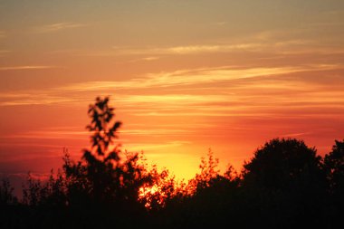 Muhteşem günbatımı ve ağaçların manzarası