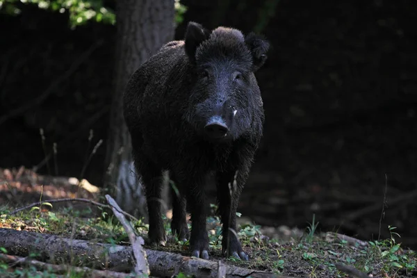 Ormandaki yaban domuzu Yakından bakınca