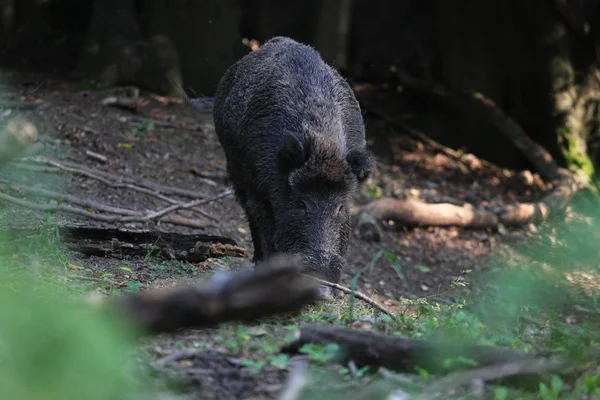 Wildschweine Wald Nahaufnahme — Stockfoto