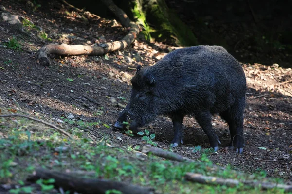 Wildschweine Wald Nahaufnahme — Stockfoto