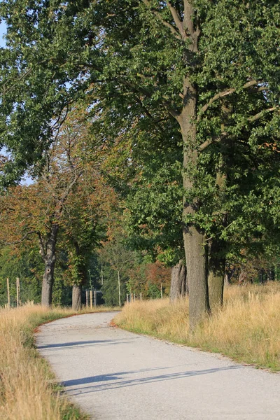 Путь Деревьями Парке — стоковое фото