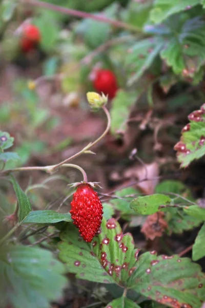 Nahaufnahme Von Reifen Roten Erdbeeren Die Garten Wachsen — Stockfoto