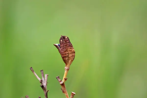 Pillangó Egy Zöld Levél Közelkép — Stock Fotó