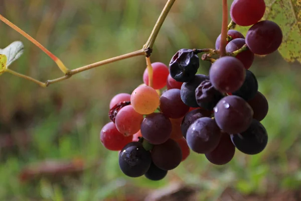 Primer Plano Rama Uvas Maduras — Foto de Stock