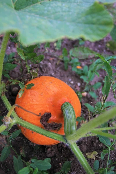 Calabaza Hokkaido Naranja Madura Tallo — Foto de Stock