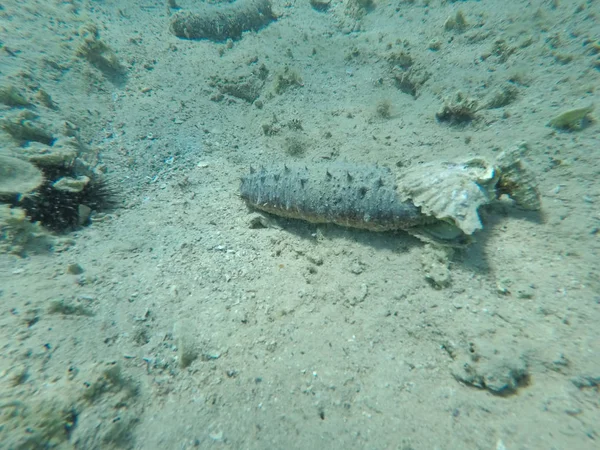 white scallop eating a sea cucumber