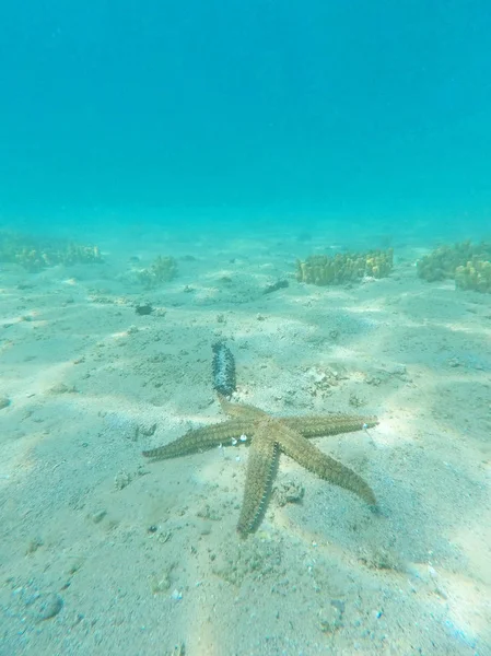 scenic under water view of marine bottom with starfish