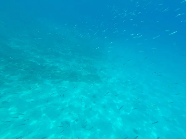 scenic under water view of marine bottom