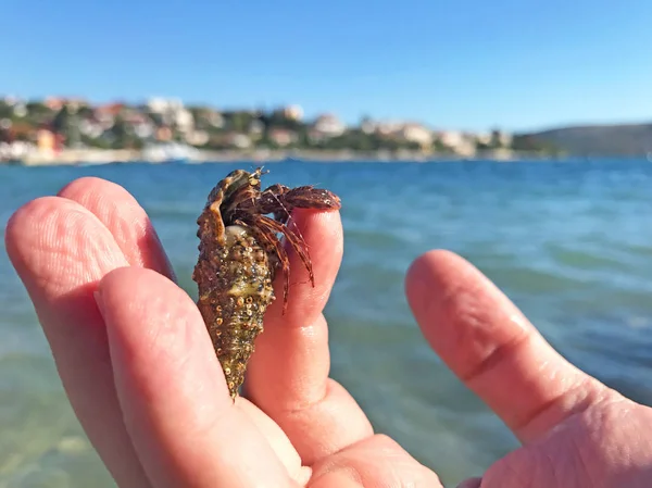 Tiny shell crab held in hand on the shore of the Adriatic sea in Croatia