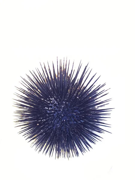 Sivri uçlu bitkilerin yakın görüntüsü 