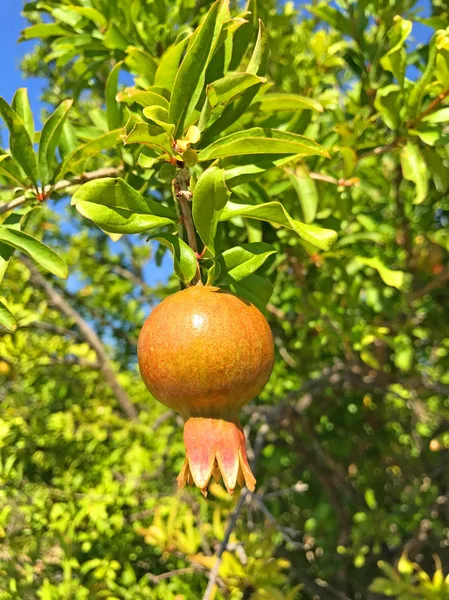 Close Shot Pomegranate Growing Tree — Stock Photo, Image