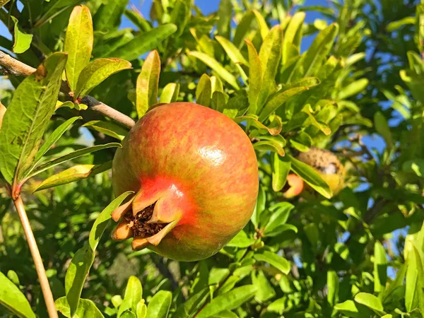 Zbliżenie Granatu Rośnie Drzewie — Zdjęcie stockowe