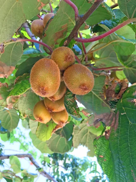 Zbliżenie Kiść Kiwi Rośnie Drzewie — Zdjęcie stockowe