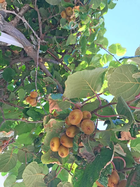 Primer Plano Montón Kiwi Creciendo Árbol — Foto de Stock