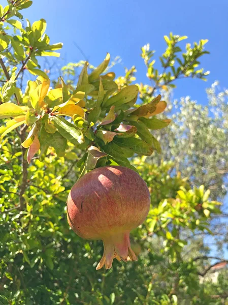 Closeup View Ripe Pomegranate Hanging Branch — ストック写真
