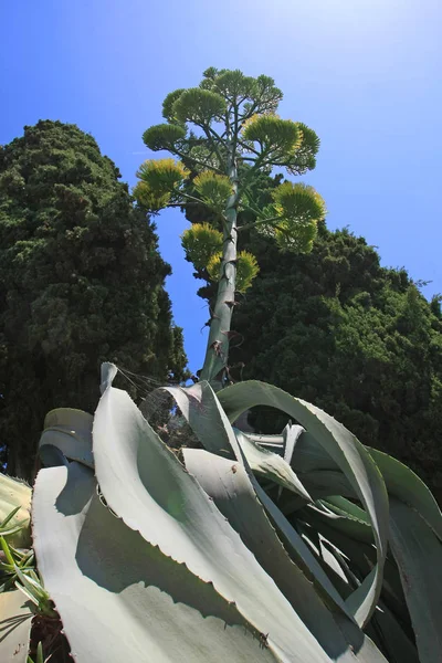 scenic view of plant in the park of santorini