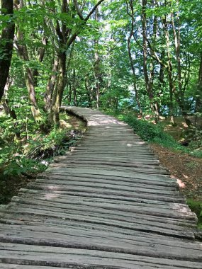 Ormandaki ahşap yolun manzarası