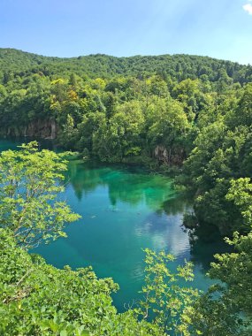 ormanda güzel küçük göl manzara çekim