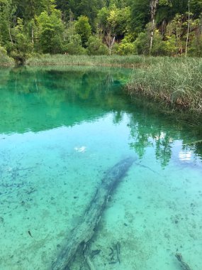ormanda güzel küçük göl manzara çekim