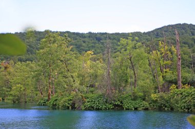 ormanda güzel küçük nehir doğal çekim