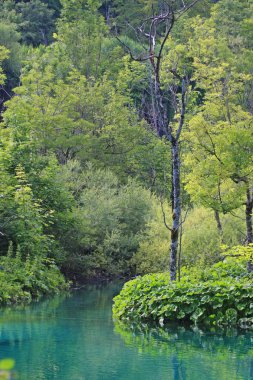Ağaçların manzarası ve göl manzarası