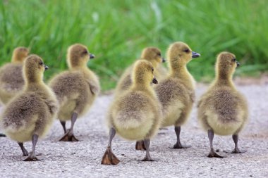 doğal yaşam alanında güzel ördek yavruları doğal çekim