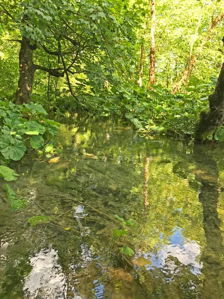 Scenic Shot Beautiful Small Lake Forest — Stock Photo, Image