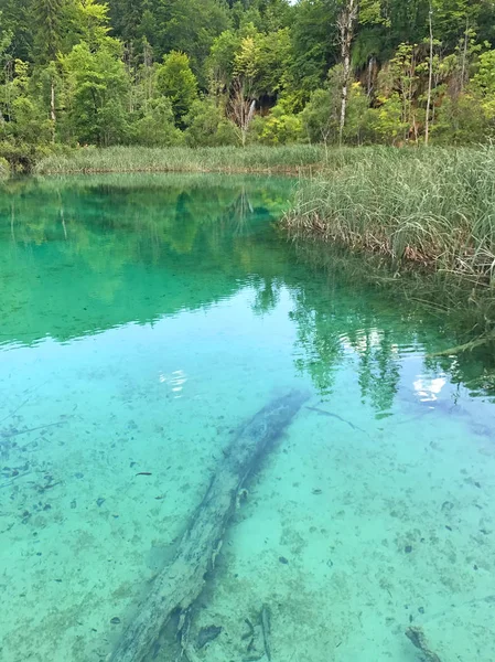 Schilderachtige Foto Van Het Prachtige Kleine Meer Het Bos — Stockfoto