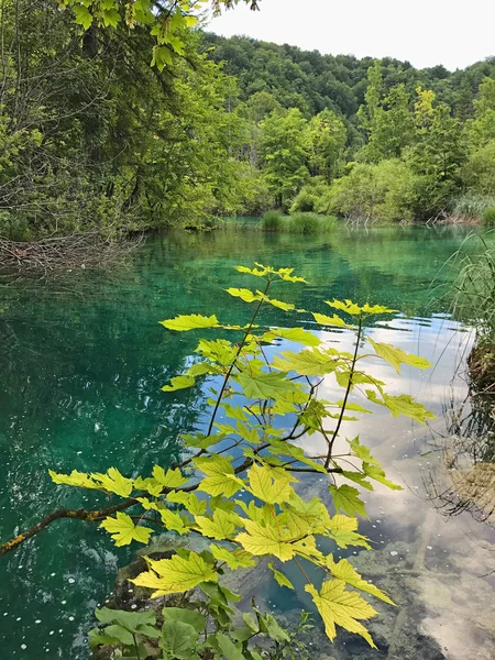 Malownicze Ujęcie Pięknego Małego Jeziora Lesie — Zdjęcie stockowe