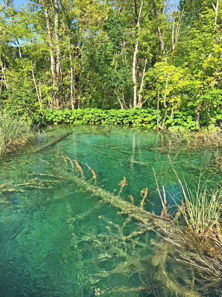 Plano Escénico Hermoso Lago Pequeño Bosque —  Fotos de Stock