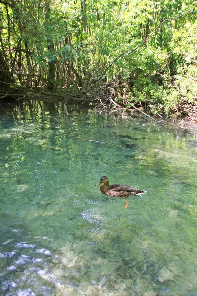 Malerische Aufnahme Eines Schönen Kleinen Teichs Wald — Stockfoto