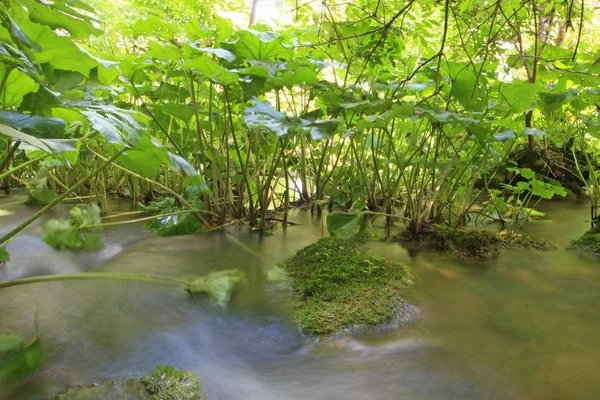 Malerische Aufnahme Eines Schönen Kleinen Flusses Wald — Stockfoto