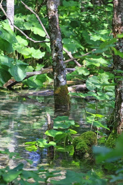 Malerische Aufnahme Eines Schönen Kleinen Flusses Wald — Stockfoto