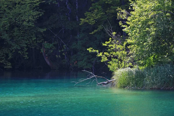Vista Panorâmica Das Árvores Paisagem Lago — Fotografia de Stock