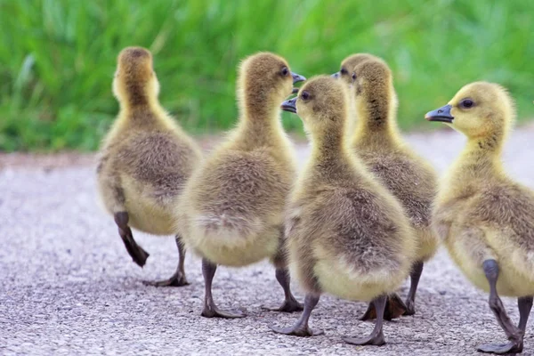 Schilderachtige Foto Van Prachtige Eendjes Natuurlijke Habitat — Stockfoto