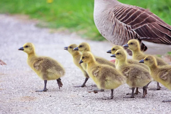 Naturskön Bild Vacker Anka Och Ankungar Som Går Naturlig Miljö — Stockfoto