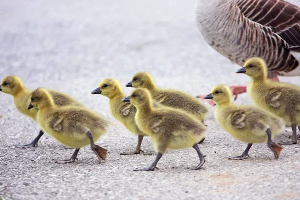 Landschaftliche Aufnahme Von Schönen Enten Und Entchen Die Natürlichem Lebensraum — Stockfoto