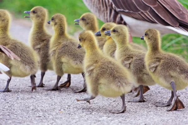 doğal yaşam alanında yürüyen güzel ördek ve ördek yavruları doğal çekim