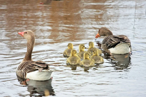 scenic shot of beautiful ducks and ducklings swimming  in natural habitat