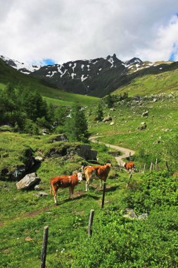 arka plan için güzel dağlar manzara otlatma doğal çekim