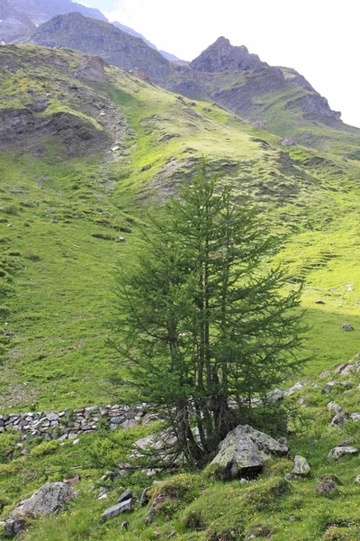 Мальовничий Знімок Красивого Зеленого Гірського Пейзажу — стокове фото