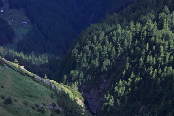 Scenic Shot Van Prachtige Berg Woud Landschap Voor Achtergrond — Stockfoto