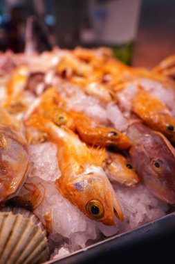 pazarda buz satan pişmemiş balık yakın çekim