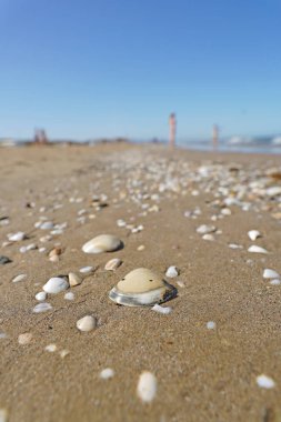 çakıl taşları ve kabukları ile kaplı kumlu plaj ile güzel mavi deniz manzara çekim