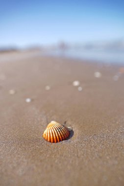 güzel mavi denize yakın kumlu plajda kabuk doğal çekim