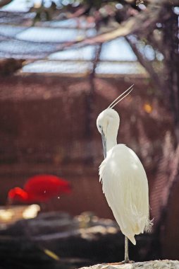 doğal yaşam alanında güzel beyaz ot doğal çekim