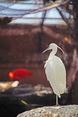 doğal yaşam alanında güzel beyaz ot doğal çekim