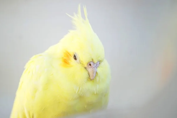 Красивый Желтый Попугай Естественной Среде Обитания — стоковое фото